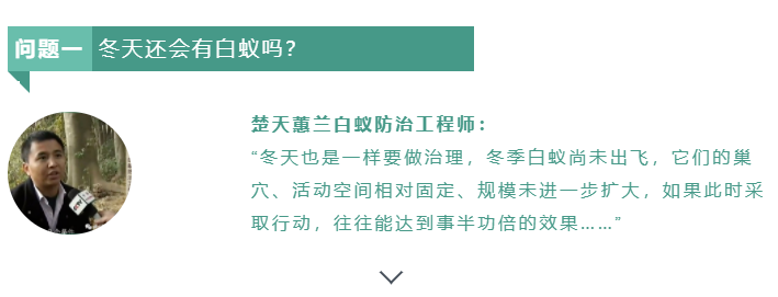 【白蚁小课堂】冬天还会有白蚁?什么季节治理最好?